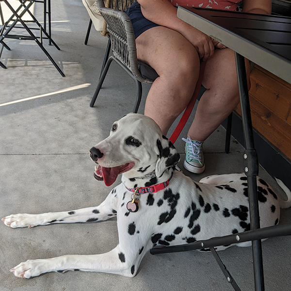 A Dalmatian lays under the table at a patio restaurant.